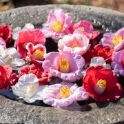 カメラは見ていた…