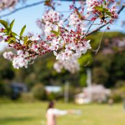 昼も桜を…