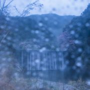 雨桜