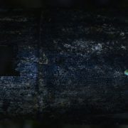 夜光性のキノコとファンタスティックな森