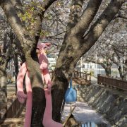 二日酔いでも桜を撮ろう