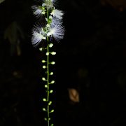 「夜の植物園」へ行こう