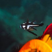 先日の海の写真を…