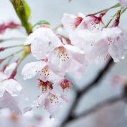 雨水を纏う桜…