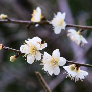 白菜のお漬物