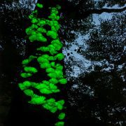 今宵の月夜茸の様子…