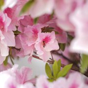 花を撮りつつ…