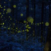 今夜は飛んだ