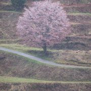雨でも桜…