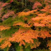 紅葉満開