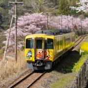 3月ラストは花と列車