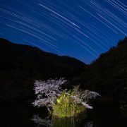 夜桜チラリ…