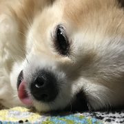 犬との時間…