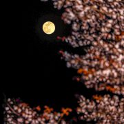Cherry Blossom & Super Moon #2