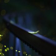 蛍#1