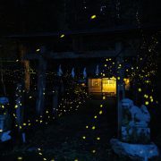 2025初ホタル