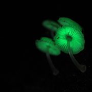 続・夜光性のキノコとファンタスティックな森