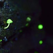 シイノトモシビタケ