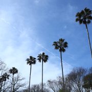 桜→街→桜→街…