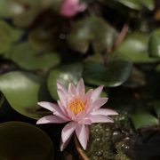 睡蓮咲く