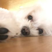 今夜は家で…