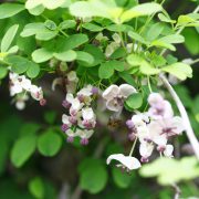 アケビの花