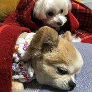 急速なジンの減り方…