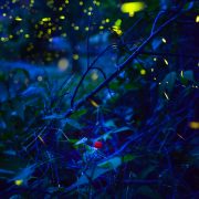 今夜もホタルを追いかけて…