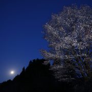 Cherry Blossom & Super Moon