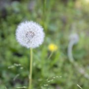 気狂いジェニー