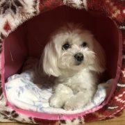 ウメ見る時間、おうち時間