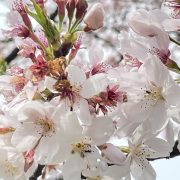 桜吹雪でさようなら…