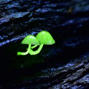 雷雨決行