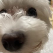 あれこれかきかき