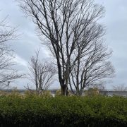 鳥を焼きながら飲む夜