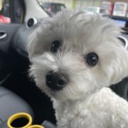 不安になる新入り…