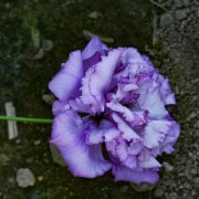 花のある日
